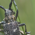 Monochamus galloprovincialis